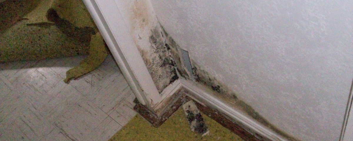 mold remediation